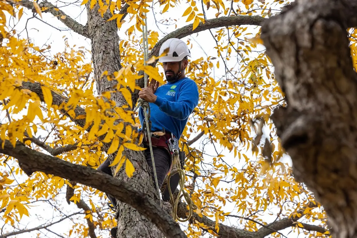 Skilled Tree Pruning crew working in Diggins